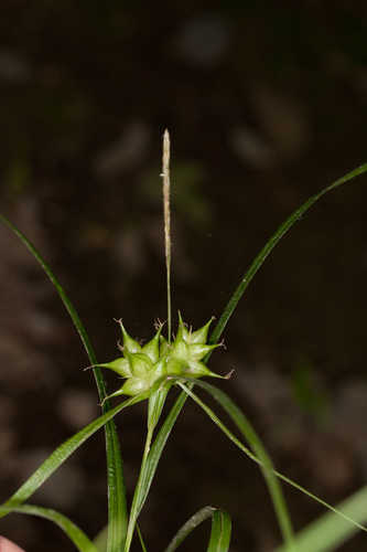 Carex intumescens #8